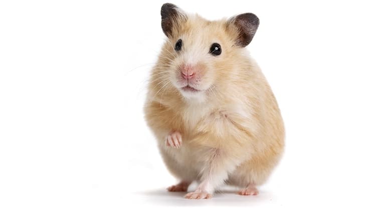 Hamster